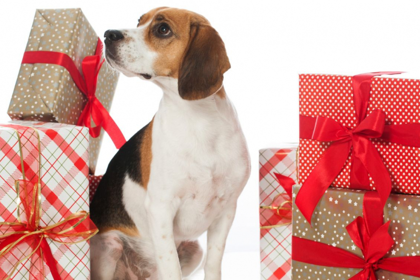 Les 10 meilleures idées de cadeau de noël pour votre chien