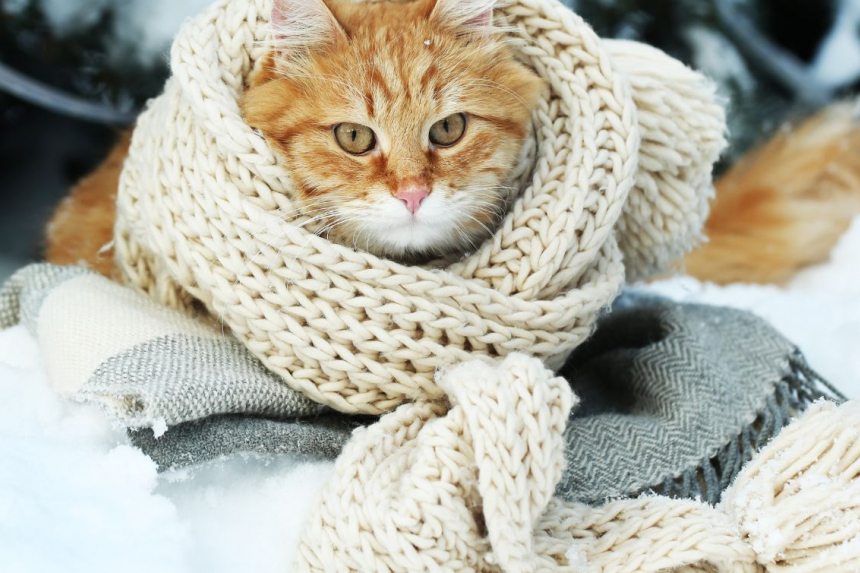 Prendre soins d'un chien ou d'un chat en hiver