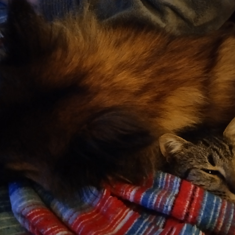 Photo de Cachou