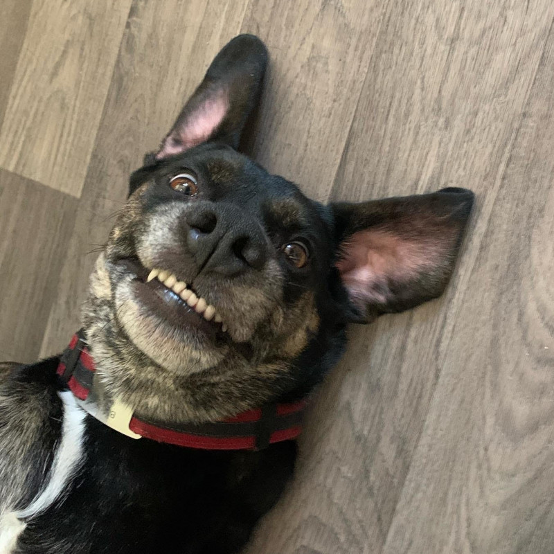 Photo de Les P'tits Rex