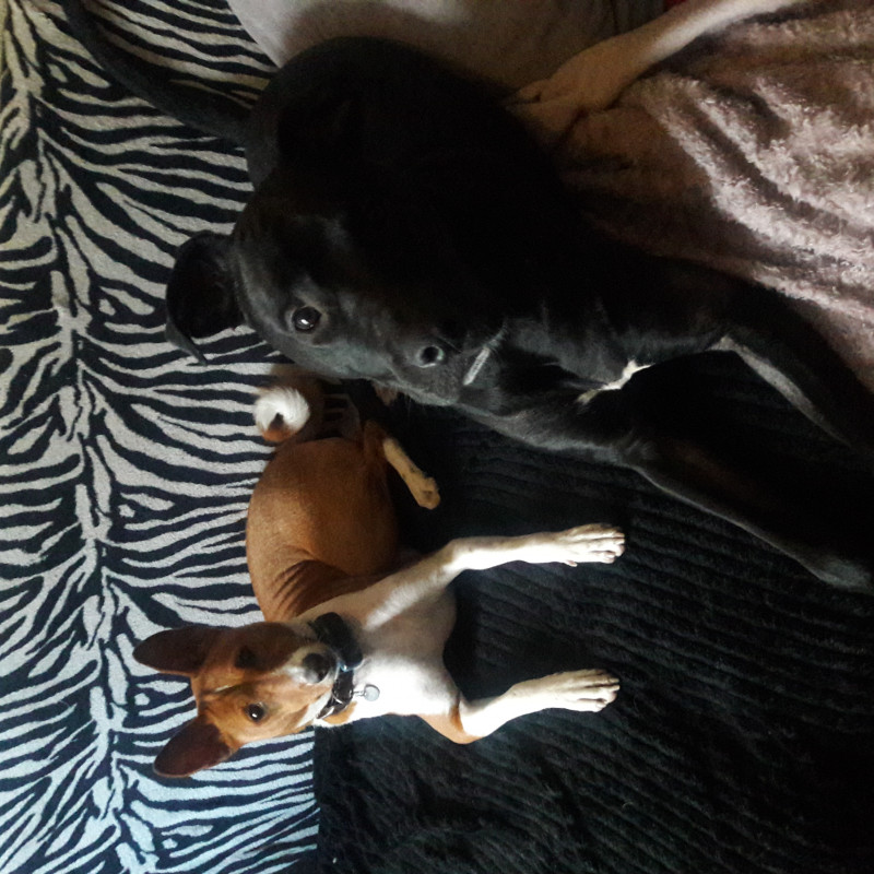 Photo de Sonya dogwalker