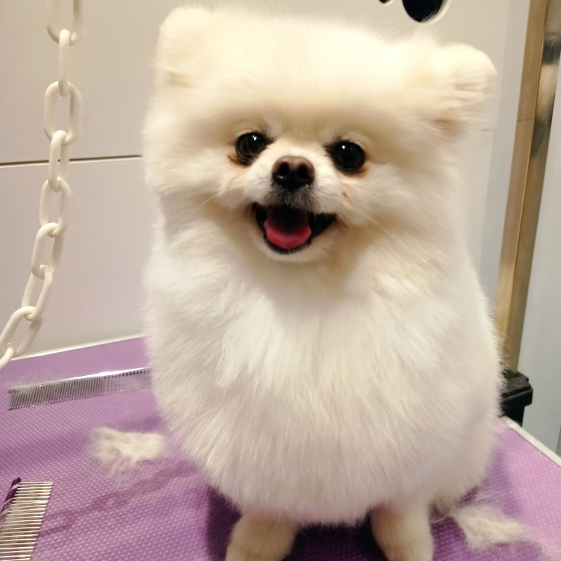 Photo de Moustache et coussinet