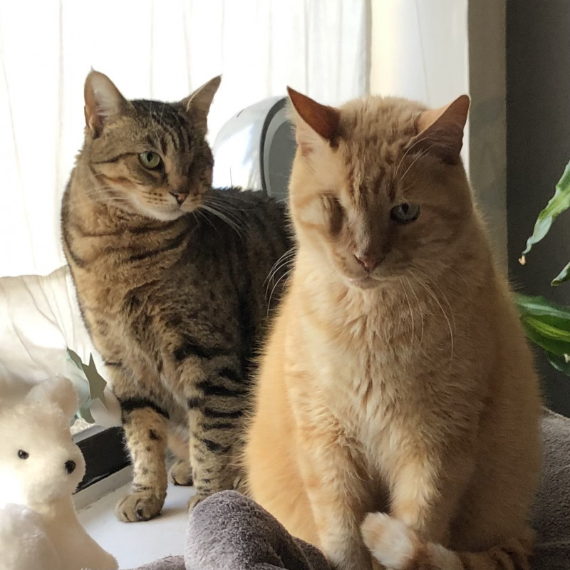 Photo de YKAnimaux