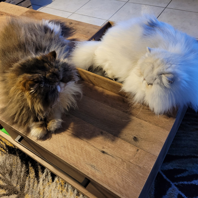 Photo de Icicestentrechats