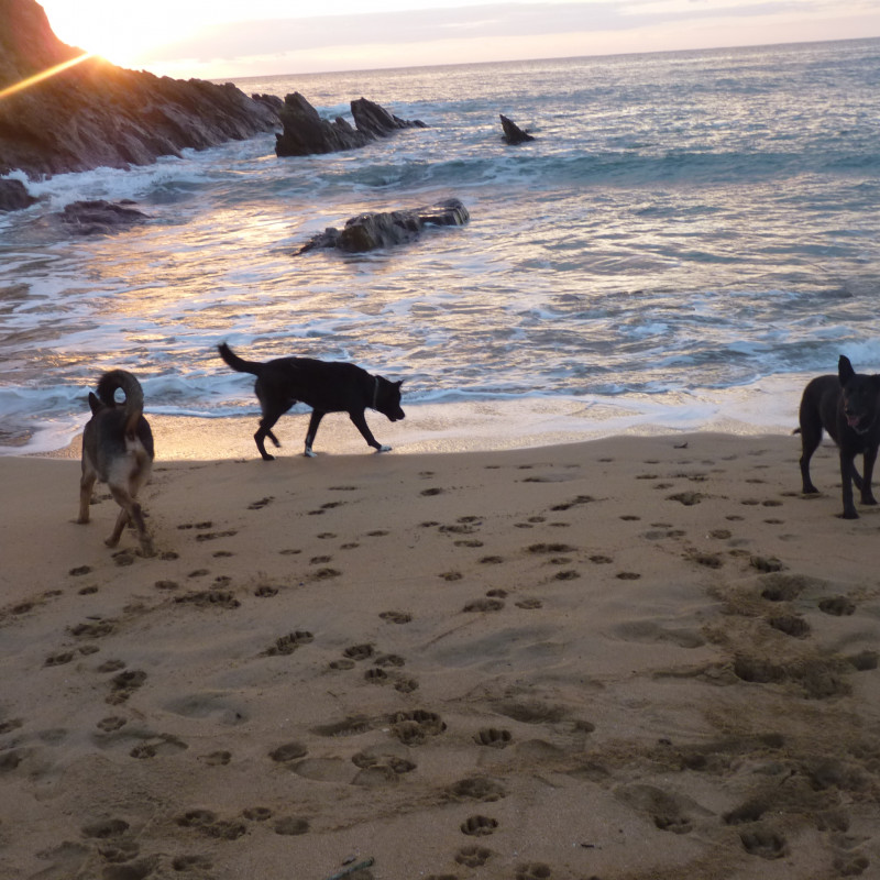 Photo de Animservices