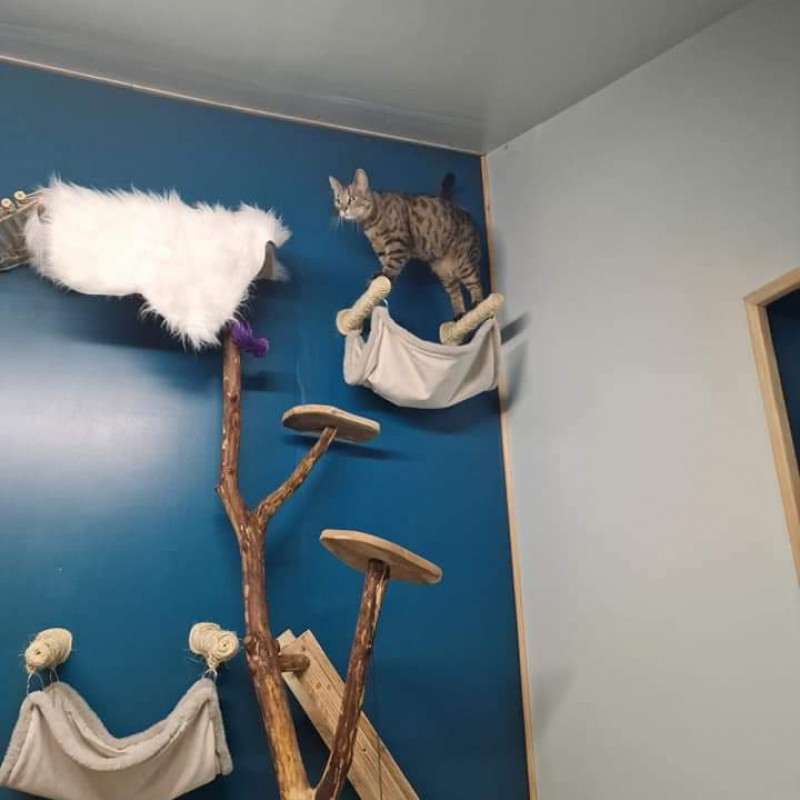 Photo de Le royaume des petits vikings