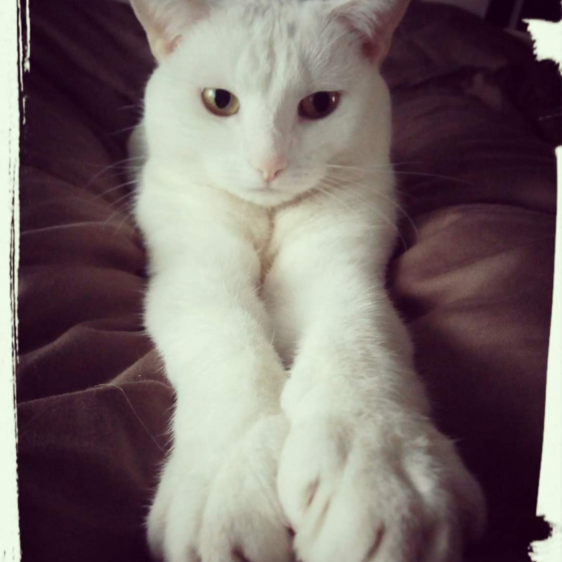 Photo de Chantillysk