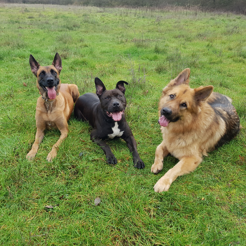 Photo de la meute d'onyx