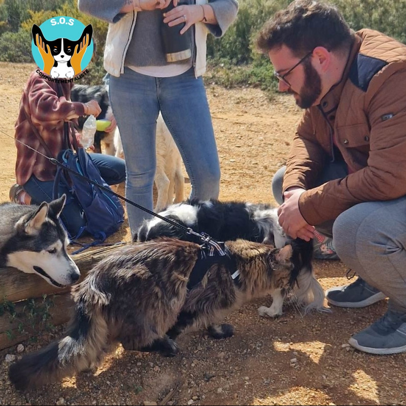 Photo de Damien - SOS Comportementalist