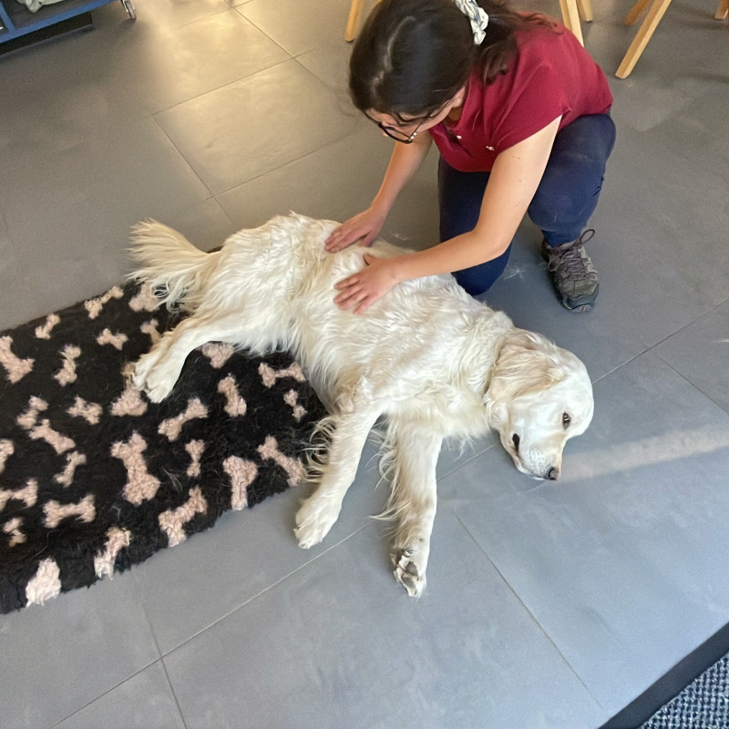 Photo de La Patte Tendre